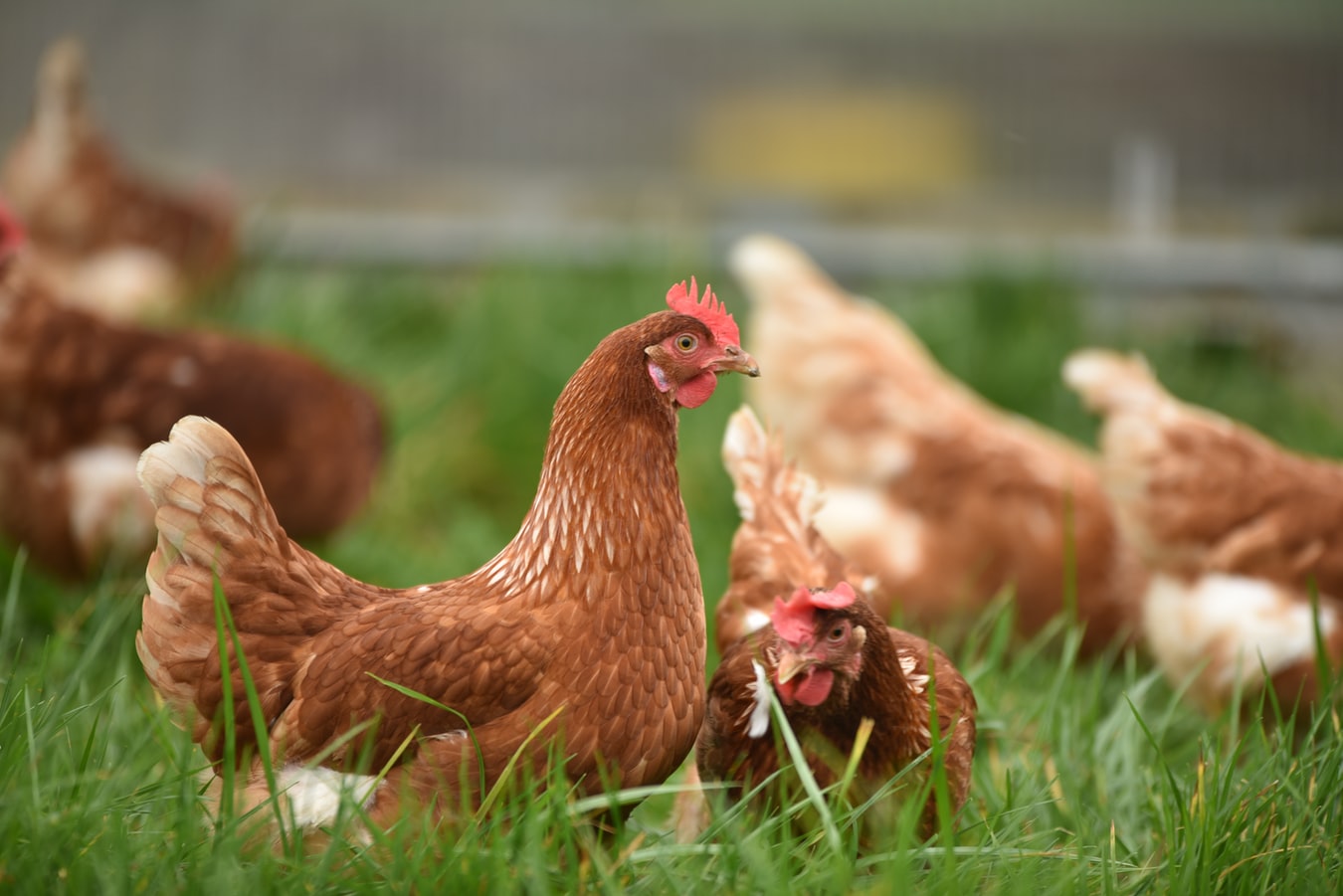 Đột phá năng suất – Kéo dài chu kỳ đẻ trứng ở gà đẻ