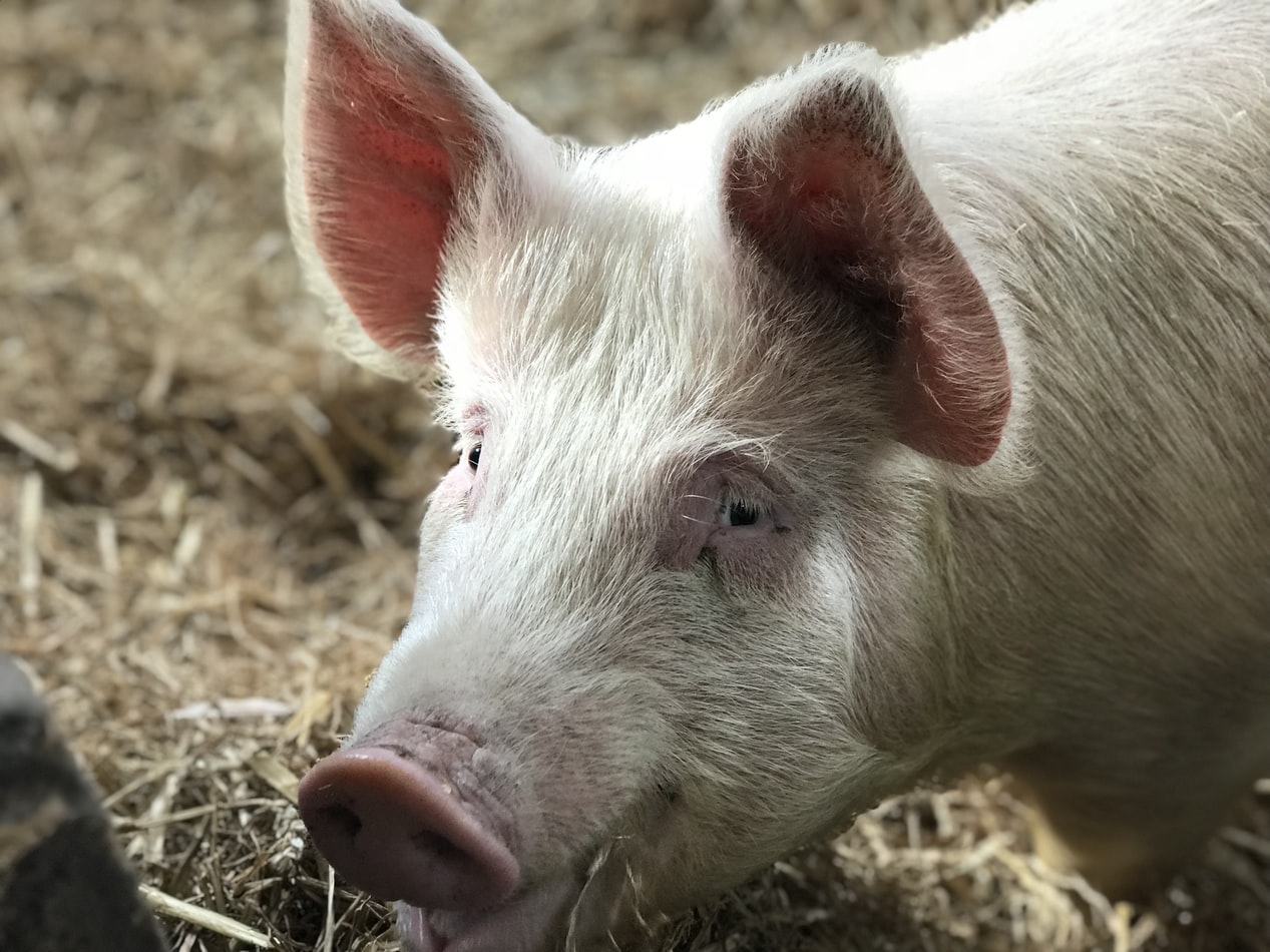 Lợn con và lợn choai có nguy cơ cao bị còi xương. Vì sao?
