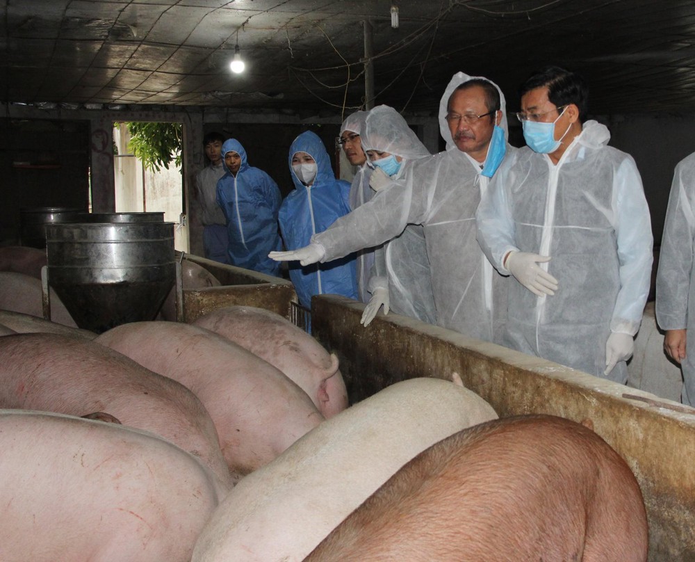 Chuyên gia khảo sát và đánh giá tình trạng chăn nuôi heo địa phương