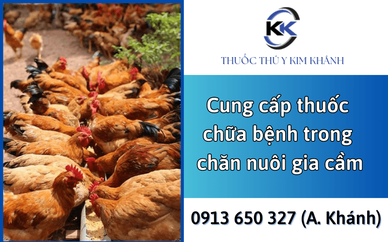 thuốc chữa bệnh trong chăn nuôi gia cầm