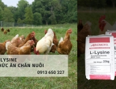 Lysine là gì? Tại sao nên bổ sung Lysine trong thức ăn chăn nuôi?